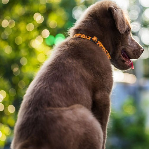 Pet-friendly community